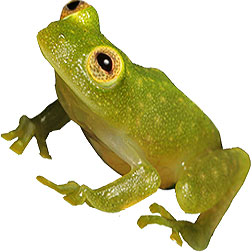  Surinam Glass Frogs